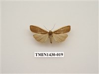 藏品(燈蛾科)的圖片